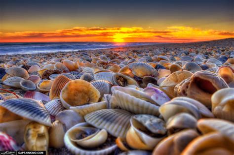 Cape San Blas In Florida Is A Sea Shell Lovers Paradise