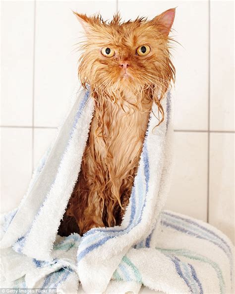Meet Garfi The Cat Who Looks Permanently Angry Daily Mail Online