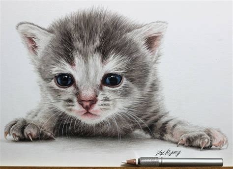 Cute Cats And Kittens Drawings Cat Print Cat Pencil Drawing Poster