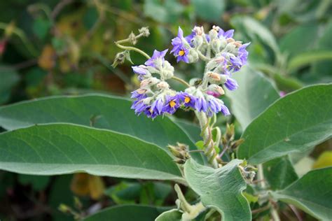 Aug 23, 2021 · purple pain: Small Purple Flowers Free Stock Photo - Public Domain Pictures