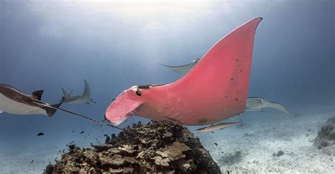 Worlds Only Pink Manta Ray Caught On Camera In The Great Barrier Reef