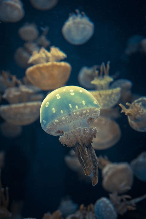 Spotted Jellyfish Underwater Animals Underwater Creatures Underwater