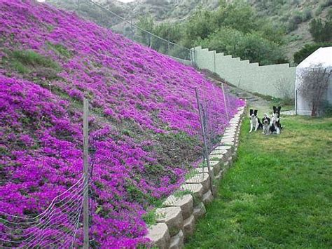 Best Ground Cover On A Slope Ground Cover Good