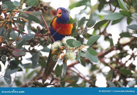 Rainbow Lorikeet Stock Image Image Of Parrot Eating 90222627