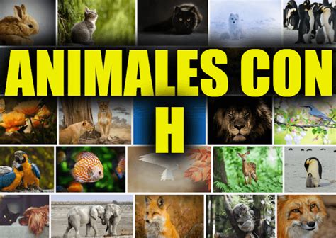 Animales Con H Lista Y Descripciones De Animales Que Comienzan Con La
