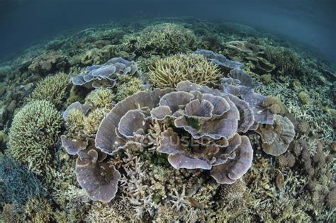Reef Building Corals In Shallow Water — Seabed Sea Stock Photo