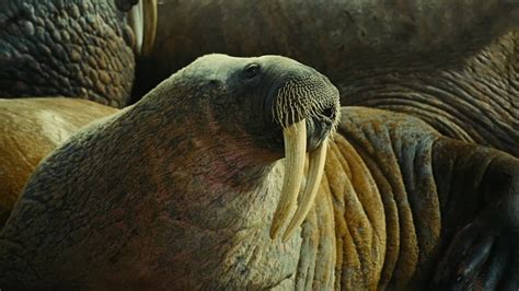 To The Arctic 3d Walrus Tusks Animals Other Whiskers Sealife Wild Life