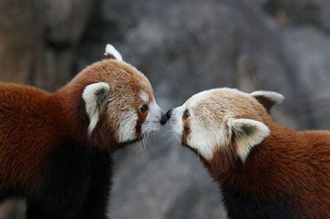 40 Amazing Pictures Of Animals Kissing Each Other Page 3 Of 3 Tail