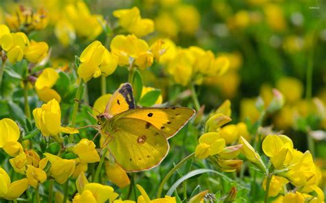 Yellow Butterfly Wallpapers Wallpaper Cave