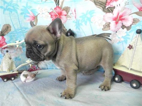 All our pups are well socialized with small children & other dogs. AKC BLUE FAWN FRENCH BULLDOG PUPPIES, 8 weeks old for Sale ...