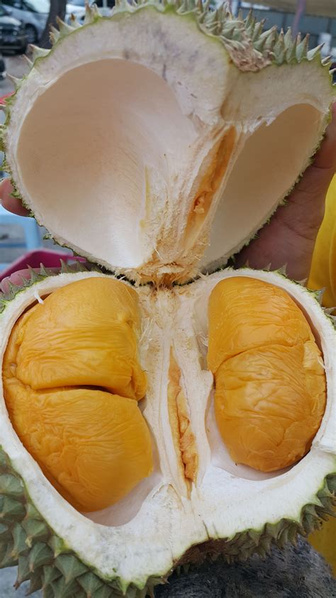5 durian termahal di dunia harga mencapai 14 juta rupiah per buah umumnya, buah durian sendiri dijual dengan harga rp. Black Thorn Durian | Buah, Buah segar, Sayuran