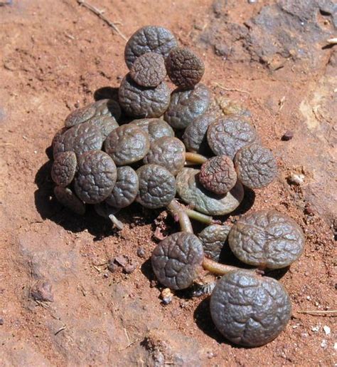 Online shopping for cacti & succulents from a great selection at patio, lawn & garden store. Website about Australian succulents -Portulaca cyclophylla ...