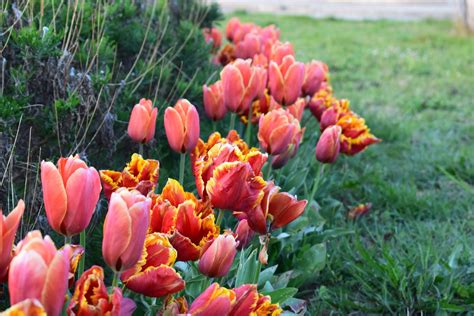 Fiori Primaverili Quali Sono E Come Curarli Per Avere Un Giardino