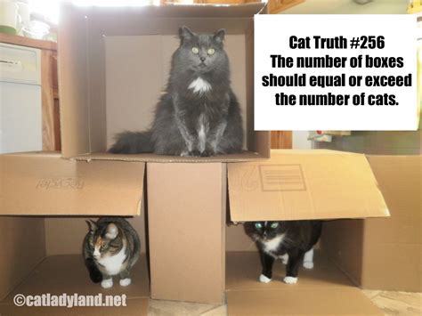 Catladyland Cats Are Funny Cat Truth 256 The Cat Vs