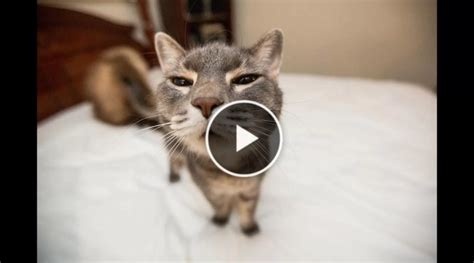 Funny Cats Compilation Dog And Cat Lovers