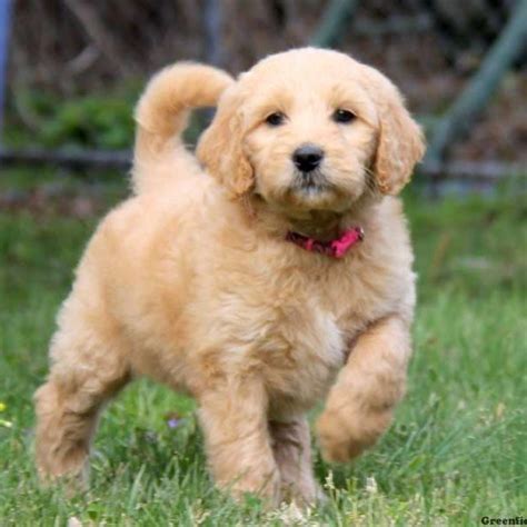 Find your perfect puppy here today. Goldendoodle Puppy | Dog Food Guru