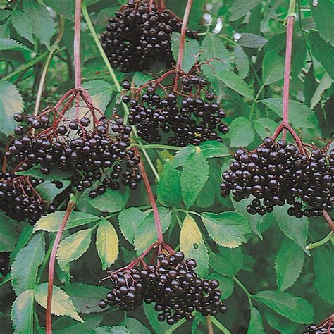 22 Elderberry Plants For Sale Mamountejus