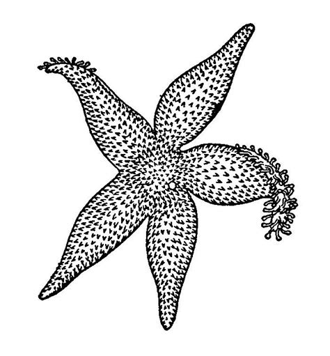 That makes it perfect for younger children. 65+ Sea Creature Templates - Printable Crafts & Colouring ...