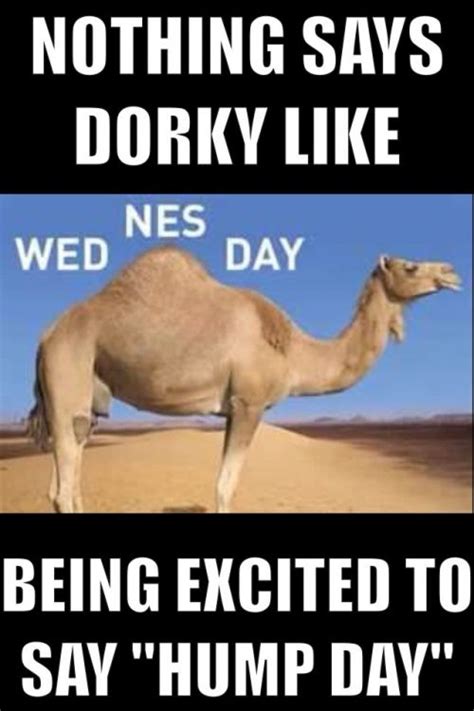 14 Best Hump Day Images On Pinterest Funny Photos Ha Ha