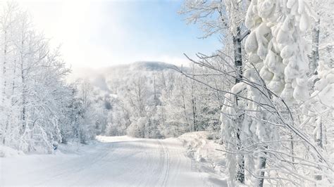 Snow Path Between Snow Covered White Blosssom Trees During Daytime Hd