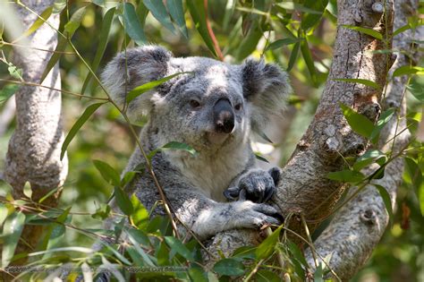Koala Bear In A Tree Desktop Wallpaper