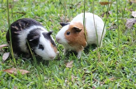 Guinea Pigs Petsmart For Sale Petsmartgo