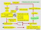 Amoebiasis, Entamoeba Histolytica, Life cycle, Diagnosis, and ...