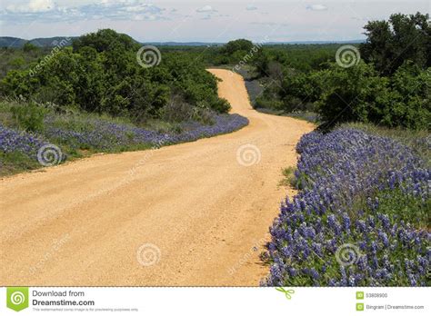 Texas Spring Stock Photo Image Of Lined Bloom Spring 53808900