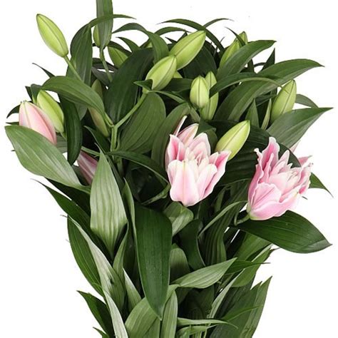 Lily Oriental Roselily Lucia Cm Wholesale Dutch Flowers Florist