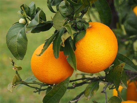 Photo Gratuite Orange Fruits Oranger Agrumes Image Gratuite Sur