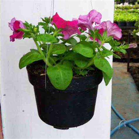 Tanaman hias outdoor memang cantik dan menarik. Jual Tanaman Hias Bunga Petunia Semi Outdoor Gantung ...