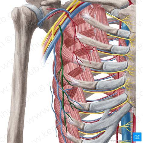 Lateral Thoracic Artery Anatomy Branches Supply Kenhub