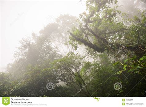 Deep In Lush Foggy Rainforest Stock Image Image Of Biodiversity
