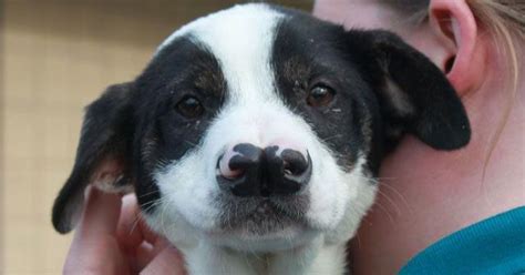 Two Nosed Puppy Available For Adoption At Kentucky Humane Society
