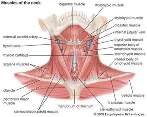 Extrinsic Laryngeal Muscles The Larynx Flashcards Quizlet