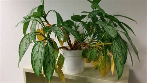 Why Is My Aglaonema Turning Yellow Plantcarer