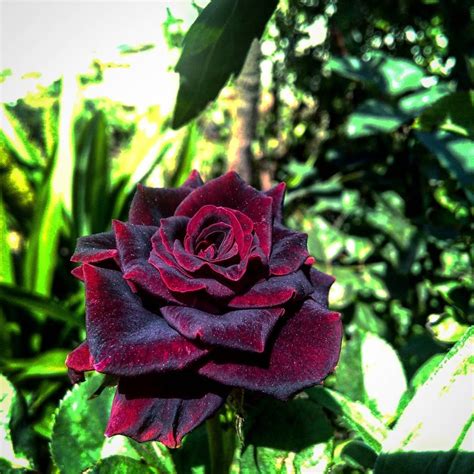 Black Red Roses Are The Perfect Moody Flower For Your Garden Or Bouquet