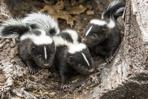 Skunk Mating Season Brings More Males Into Community Wvns