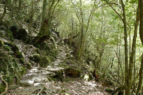 Hiking Shiratani Unsuikyo Ravine 白谷雲水峡 Yakushima Japan Randomwire