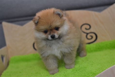 Pomeranian Puppies For Sale North Miami Beach Fl 275982
