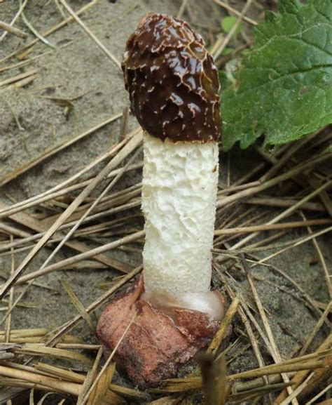 Top Background Images Pictures Of Stinkhorn Mushrooms Updated