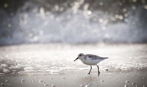 South Carolina Beach Birds The Best Beaches In The World