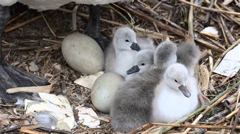 Swan Nest With Just Hatched Cygnets Youtube