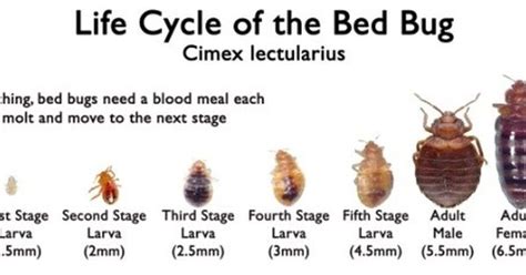 Since Bed Bugs Go Through Different Stages In Their Life The