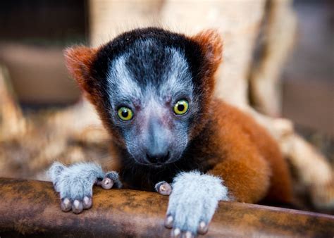 Tpa Quick Take Baby Lemurs Born At Busch Gardens