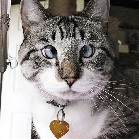 Spangles The Cross Eyed Cat Becomes A Facebook Star