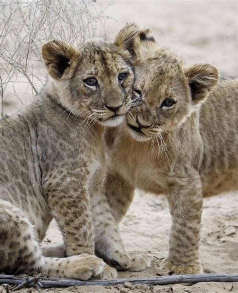 Pin By Lucky On Animal Kingdom Baby Animals Pictures Baby Lion Cubs