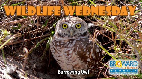 Burrowing Owl Wildlife Wednesday Broward County Parks Youtube