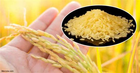 Genetically Modified Food Can Save Lives And Golden Rice Is A Perfect Example