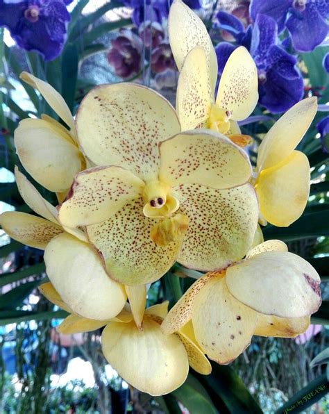 Vanda Orchids Vanda Orchids Orchid Care Looking Gorgeous Beautiful Houseplants Flower Power